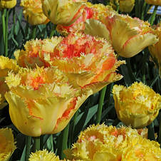 Тюльпан махровий Vaya Con Dios (Вая Кон Діос) оторочений 3 цибулинки 11/12, фото 3