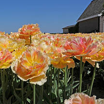 Тюльпан махровий Vaya Con Dios (Вая Кон Діос) оторочений 3 цибулинки 11/12, фото 4