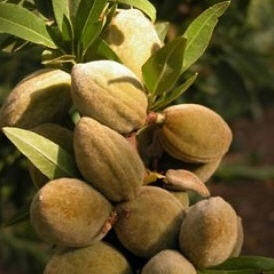 Мигдаль Антик