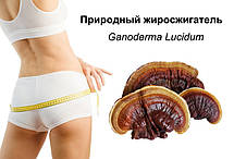 Ганодерма для схуднення Гриб рейші, фото 4