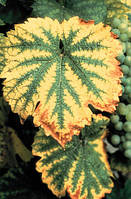 Як визначити, голодують рослини.