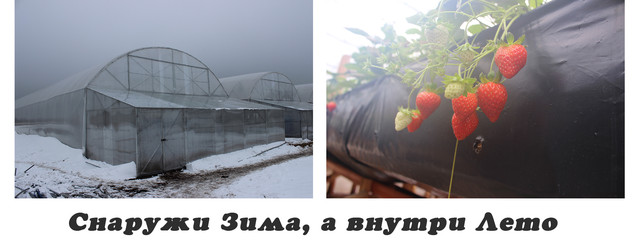 Клубника в теплице круглый год
