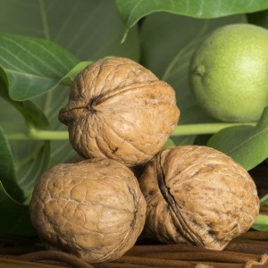 Волоський горіх Топоровський сіянець 1 рік, фото 1