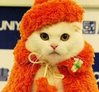 Зрозумійте Вашу кішку правильно.