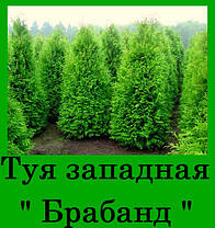 Туя західна Брабанд (С1.5 25-35 см) саджанці, фото 2