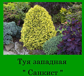 Туя західна Санкіст ( З 1.5 л 17-20см) саджанці, фото 2