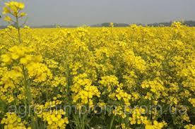 Семена Рапса Озимого Бучацький/ Ріпак озимий - вегетація 310 днів