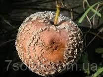 Плодовая гниль Плодовая гниль