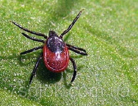 Бурый плодовый клещ Бурый плодовый клещ