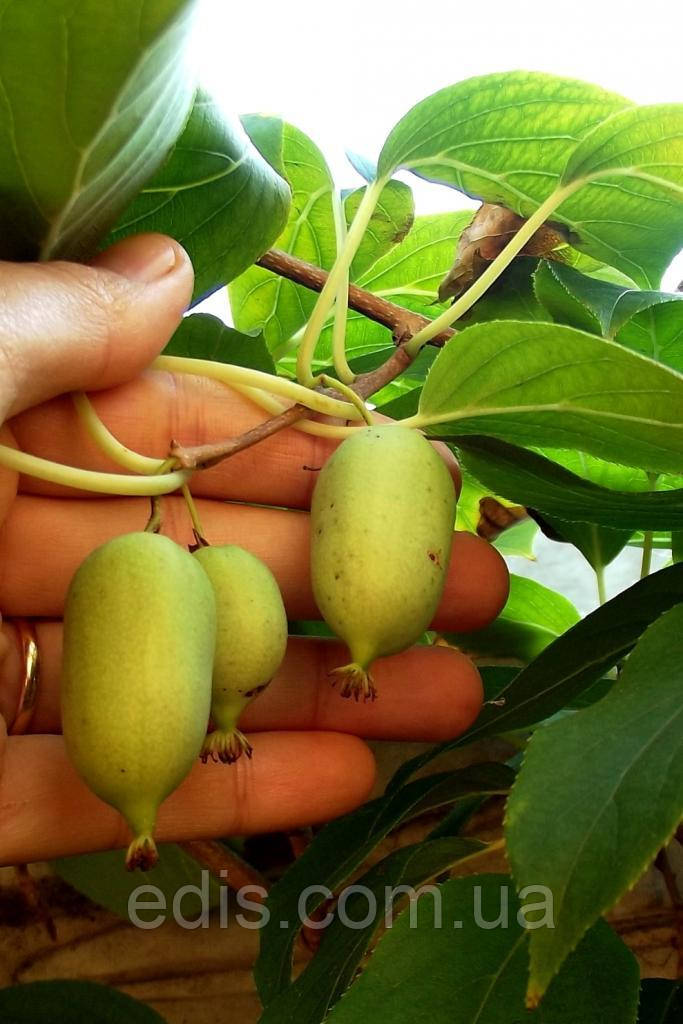 Актинідія Оригінальна (жіноча форма)