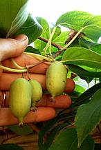 Актинідія Оригінальна (чоловіча форма)