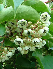 Актинідія Оригінальна (жіноча форма), фото 2