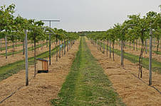 Актинідія Оригінальна (чоловіча форма), фото 3