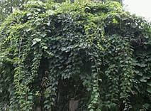 Актинідія Оригінальна (жіноча форма), фото 4