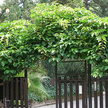 Актинідія Оригінальна (жіноча форма), фото 5