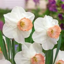 Нарцис Корончастий "Pink Pride" білий із жовтогарячою короною, фото 1