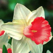 Нарцисс Корончатый "Rosy Sinrise" белый с розовой короной НОВИНКА - фото 1 - id-p570362609