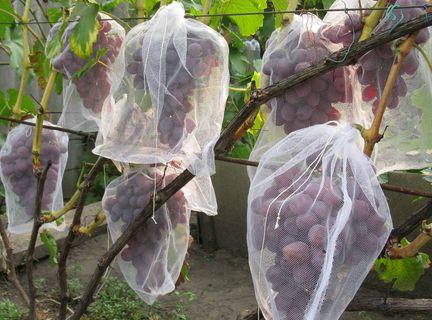 Мешки от ос на виноград красные 2 кг, 22*30 см (сетка-мешок для винограда). От ос, мошек и др. насекомых!!! - фото 3 - id-p570663684