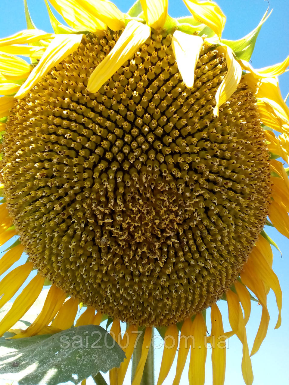 Семена подсолнечника - Сонячный Настрий (под ГранСтар) SUMO - фото 5 - id-p63246568