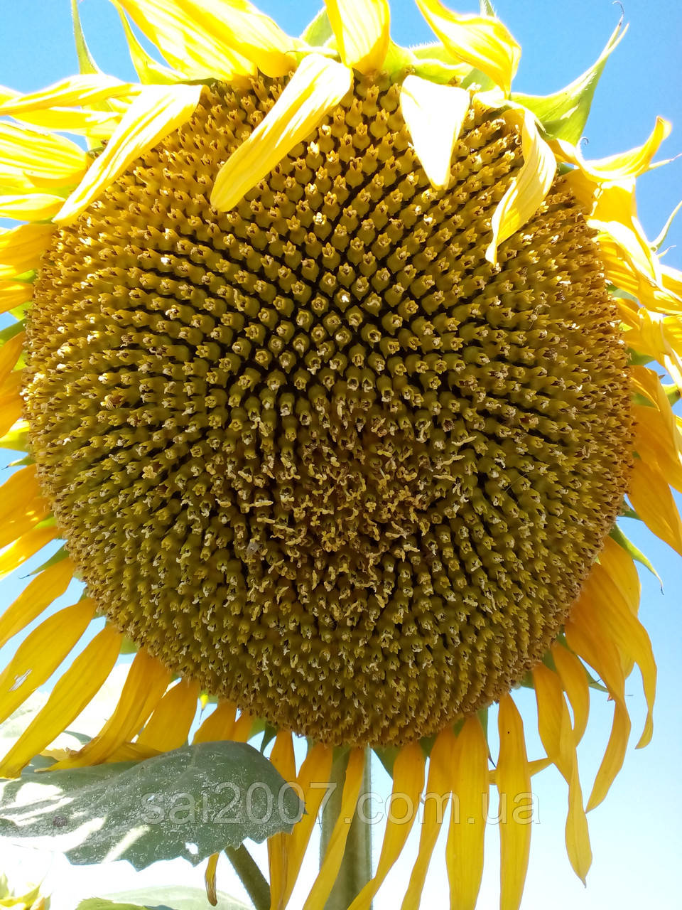 Семена подсолнечника - Сонячный Настрий (под ГранСтар) SUMO - фото 6 - id-p63246568