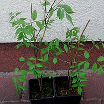 Гліцинія макростахія " Блю Мун" \ Wisteria macrostachya Blue Moon ( саджанці 2 роки ), фото 3