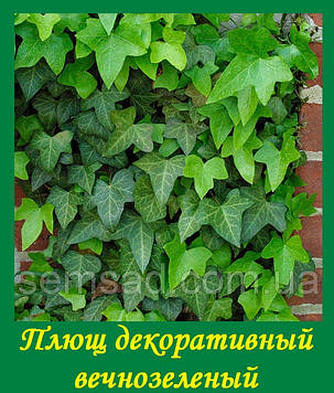 Плющ садовий вічнозелений \ Hedera helix ( саджанці С1л ), фото 2