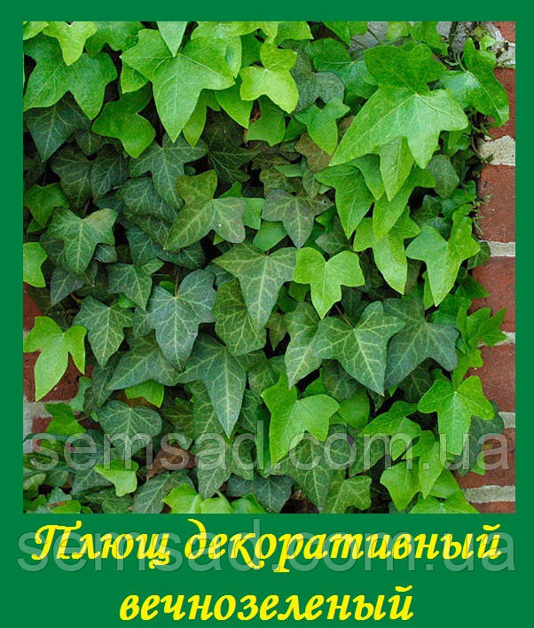 Плющ садовый вечнозеленый \ Hedera helix ( саженцы С1л ) - фото 2 - id-p498535772