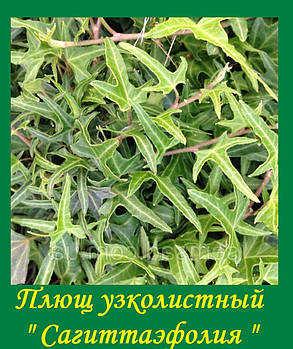 Плющ садовий вузьколистий Сагитаефолія \ Hedera helix "Sagittaefolia" ( саджанці С1л), фото 2