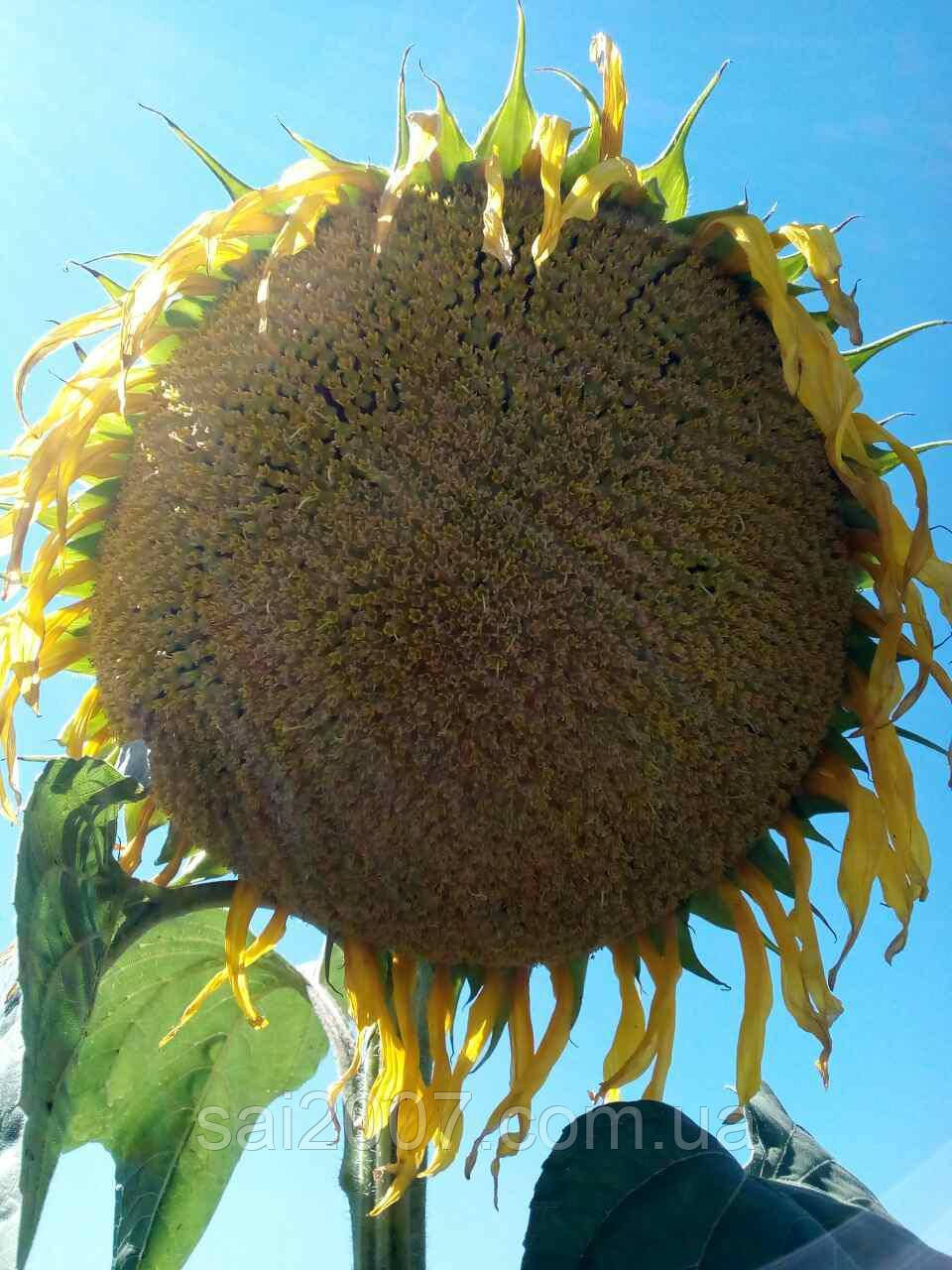 Насіння соняшнику Златсон, фото 1