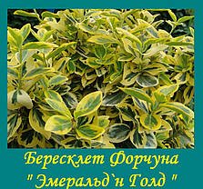 Бересклет форчуна "Эмеральд'н Голд" ( саджанці р9 ), фото 3
