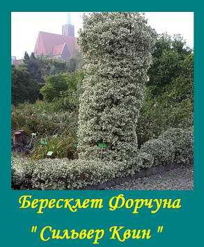 Бересклет Форчуна 'Сільвер Квін'. ( саджанці контейнер 1л.), фото 2