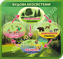 Стенд "Будова екосистеми"(0.8х0.75)