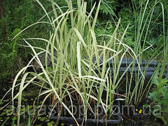 Манник великої Варієгата