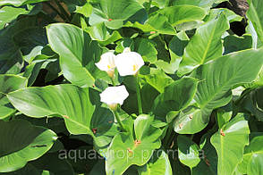 Кала болотна (Білокрильник болотний), фото 3