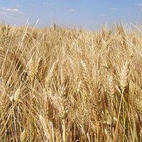 Насіння озимої пшениці Калідон, Seed Grain Company