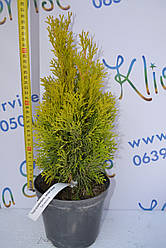 Туя західна "Janed Gold" 30-40 см (2л.)