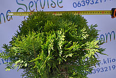 Туя західна "Danica" 35-40 см (7,5 л.)