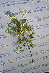 Верба Curly Locks H 160+ (15л.)