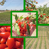 Ягоди годжі — "Goji Berries" — 100 г + рецепти, фото 5