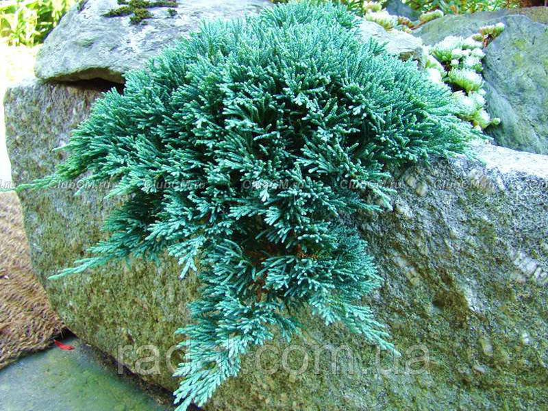 Ялівець горизонтальний Айс Блю Р9 (Juniperus horizontalis Icee Blue)