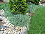 Ялівець горизонтальний Айс Блю Р9 (Juniperus horizontalis Icee Blue), фото 3