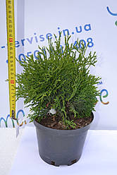 Туя західна "Holmstrup", 20-25 см (3л.)