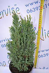 Кипарисовик лавсона "Ellwoodii", 40-50 см (2л.)