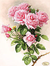 Схема для вишивання бісером Tela Artis Англійські троянди ТК-073