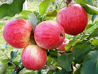Яблоки Слава Победителям, высший сорт 1 кг, оптом
