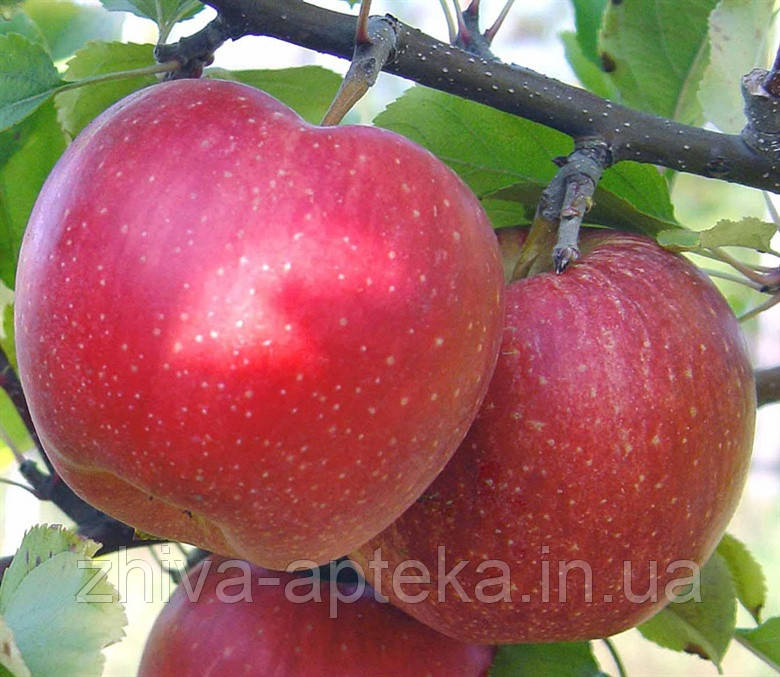 Яблука Джонаголд, вищий сорт 1 кг, оптом