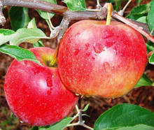 Яблука Декоста, вищий сорт 1 кг, оптом