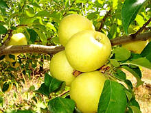 Яблука Голден Делішес, вищий сорт 1 кг, оптом