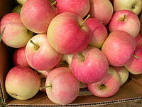 Яблоки Гала, высший сорт 1 кг, оптом