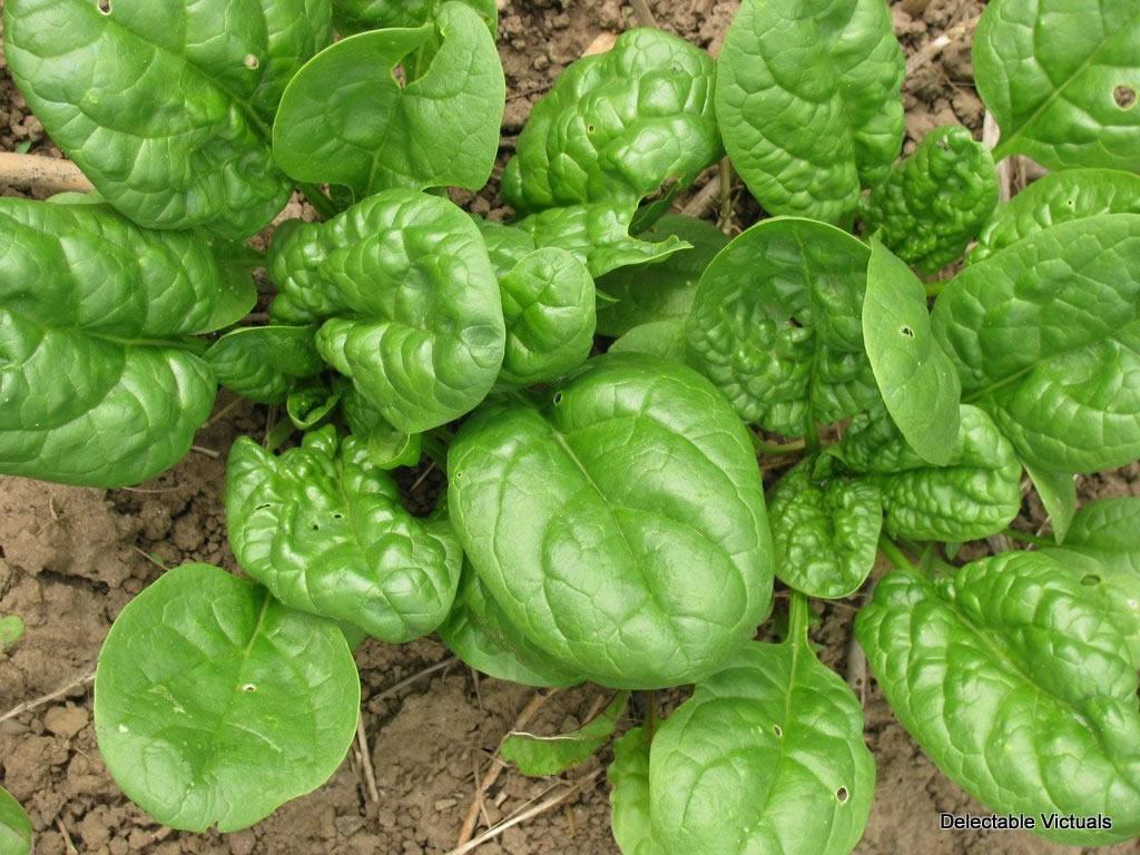 Насіння, Шпинат Матадор/Matador (Пакет 500 грамів) ТМ Hortus (Італія)